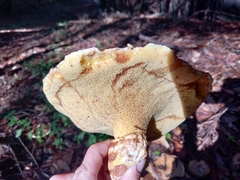 Suillus caerulescens