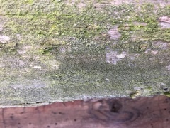 Chaenotheca phaeocephala