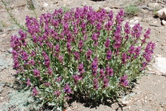 Salvia pachyphylla