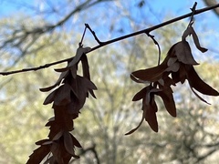 Carpinus caroliniana