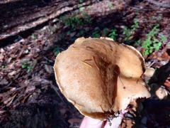 Suillus caerulescens