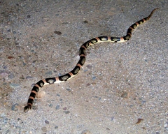 Rhinocheilus lecontei