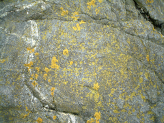 Xanthoria parietina