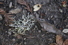 Evernia