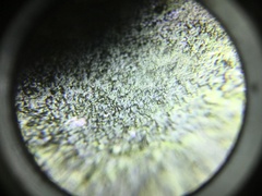 Chaenotheca phaeocephala