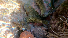 Parablennius parvicornis