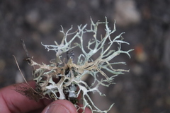 Evernia