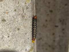 Xanthopastis timais