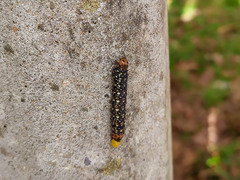 Xanthopastis timais