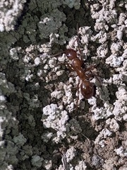 Formica pallidefulva
