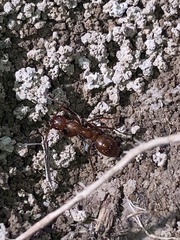 Formica pallidefulva