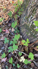 Vitis aestivalis