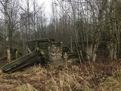 Chaenotheca phaeocephala