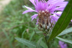 Centaurea emporitana