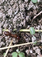 Formica pallidefulva