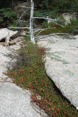 Vaccinium macrocarpon