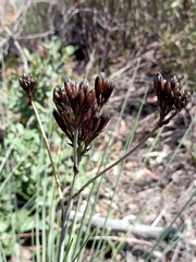 Haemodorum corymbosum