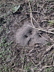 Formica pallidefulva