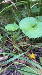 Centella asiatica