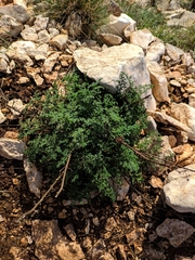 Scrophularia crithmifolia