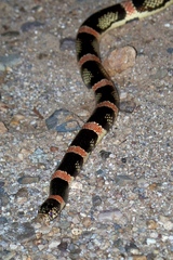 Rhinocheilus lecontei