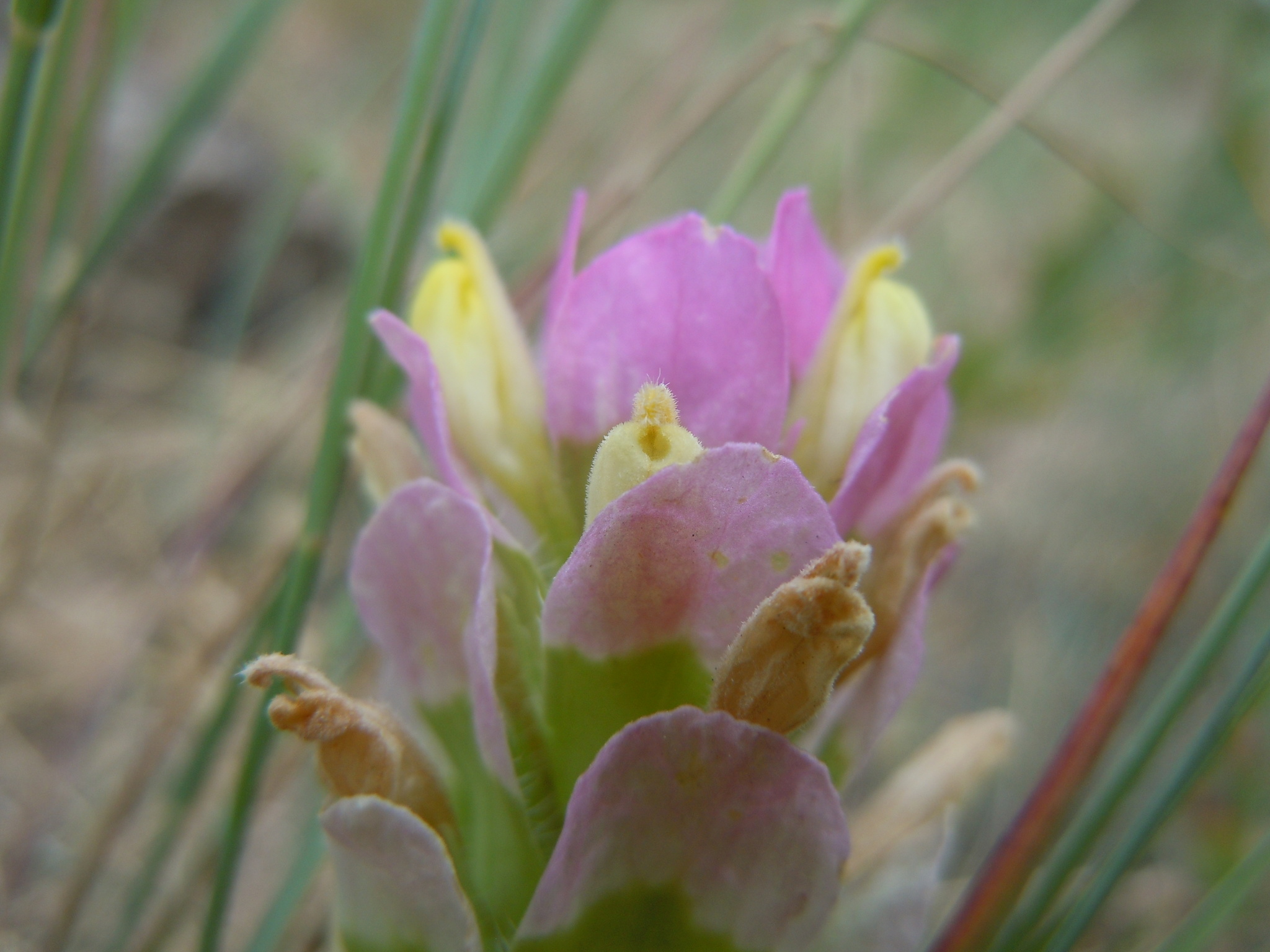 Orthocarpus