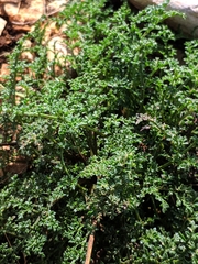 Scrophularia crithmifolia