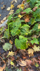 Menispermum canadense