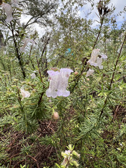 Conradina grandiflora