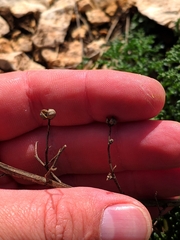 Scrophularia crithmifolia