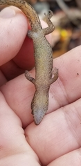 Sphaerodactylus corticola