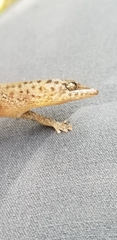 Sphaerodactylus corticola