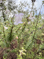 Conradina grandiflora
