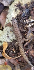 Sphaerodactylus corticola