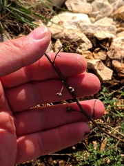 Scrophularia crithmifolia