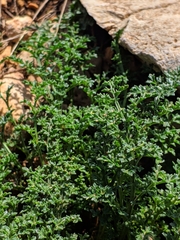 Scrophularia crithmifolia