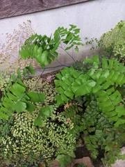 Adiantum trapeziforme