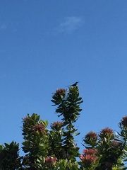 Nectarinia famosa
