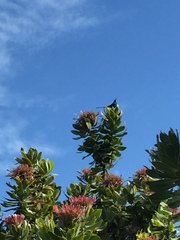 Nectarinia famosa