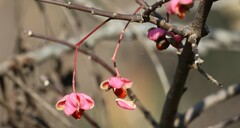 Euonymus atropurpureus