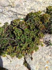 Teucrium pyrenaicum