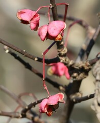 Euonymus atropurpureus
