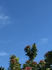 Nectarinia famosa
