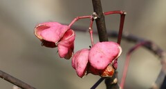 Euonymus atropurpureus