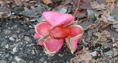 Euonymus atropurpureus