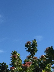 Nectarinia famosa