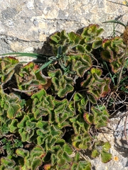 Teucrium pyrenaicum