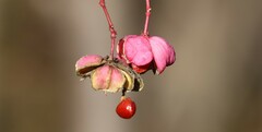 Euonymus atropurpureus