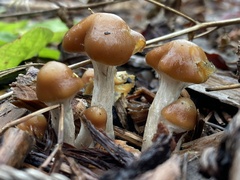 Psilocybe cyanescens