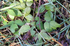 Rubus idaeus
